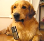 Hund mit Telefon